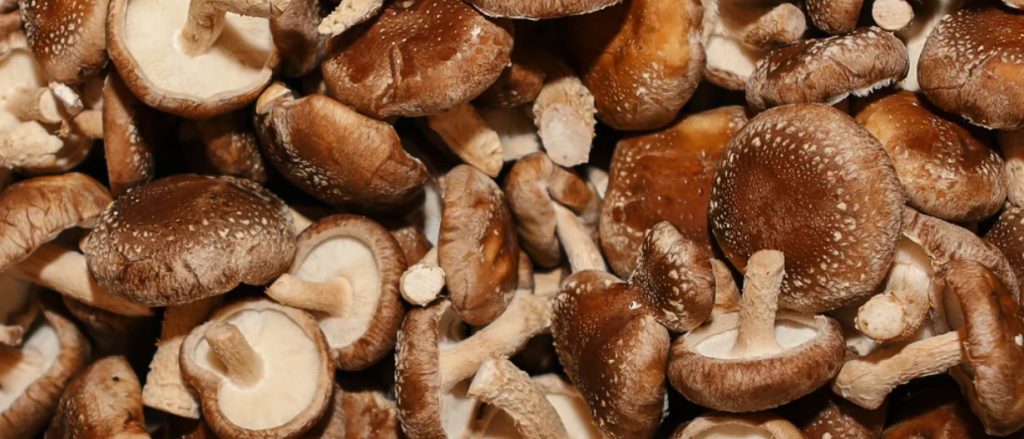 सिताके च्याउ किलोमै १५० रुपैयाँ बढ्यो, अरूको कति ?